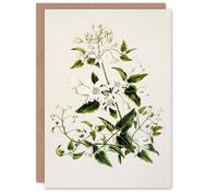 Artery8 Sarah Featon Art Card New Zealand Pikiarero White Clematis Flowers