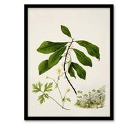 Artery8 Sarah Featon Framed Wall Art Caltha New Zealand Marsh Marigold Plant - A4 Size