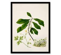 Artery8 Sarah Featon Framed Wall Art Caltha New Zealand Marsh Marigold Plant | Size: A3 Artery8 Multicolor A3