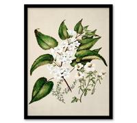 Artery8 Sarah Featon Framed Wall Art Hibiscus & Saltmarsh Ribbonwood Flowers in Beige | Size: A3 Artery8 Beige A3