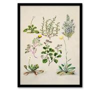 Artery8 Sarah Featon Framed Wall Art Native New Zealand Wildflowers Illustration in Beige | Size: A3 Artery8 Beige A3