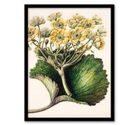 Artery8 Sarah Featon Framed Wall Art New Zealand Korikori Buttercup Flower in Beige | Size: A4 Artery8 Beige A4