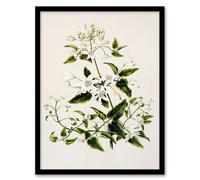 Artery8 Sarah Featon Framed Wall Art New Zealand Pikiarero White Clematis Flowers in Beige | Size: A4 Artery8 Beige A4