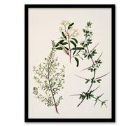 Artery8 Sarah Featon Framed Wall Art New Zealand Pomaderris Edgerleyi Plant in Beige | Size: A4 Artery8 Beige A4