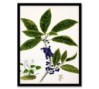 Artery8 Sarah Featon Framed Wall Art Print New Zealand Mahoe Whiteywood Plant - A3 Size