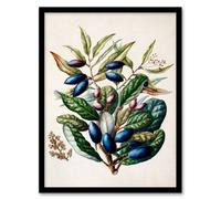 Artery8 Sarah Featon Framed Wall Art Print New Zealand Taraire Fruit Branch in Beige | Size: A4 Artery8 Beige A4