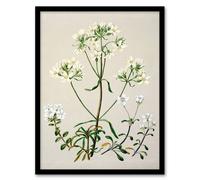Artery8 Sarah Featon Framed Wall Art Print New Zealand White Gentiana Flowers - A4 Size