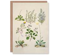 Artery8 Sarah Featon Personalised Art Card Native New Zealand Wildflowers Illustration