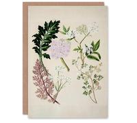 Artery8 Sarah Featon Personalised Art Card New Zealand Ligosticum Latifolium Flowers