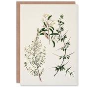 Artery8 Sarah Featon Personalised Art Card New Zealand Pomaderris Edgerleyi Plant