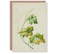 Artery8 Sarah Featon Personalised Art Card New Zealand Sicyos Australis Mawhai Plant