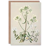 Artery8 Sarah Featon Personalised Art Card New Zealand White Gentiana Flowers
