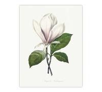 Artery8 Saucer Magnolia Flower Large Wall Art Poster Print 18X24 Inch Artwork By Redoute : Magnolia Petal Composition Adding Warmth And Elegance To Inviting Living Room