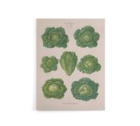 Artery8 Savoy Cabbages Vintage Kitchen Ernst Benary Canvas Wall Art Print in White | Size: W18" x H24" Artery8 White W18" x H24"