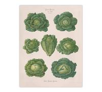 Artery8 Savoy Cabbages Vintage Kitchen Ernst Benary Wall Art Poster Print in White | Size: W24" x H32" Artery8 White W24" x H32"