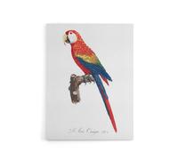 Artery8 Scarlet Macaw Parrot Francois Levaillant Canvas Wall Art Print in White | Size: W12" x H16" Artery8 White W12" x H16"