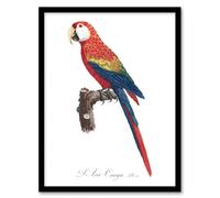 Artery8 Scarlet Macaw Parrot Francois Levaillant Framed Wall Art Print in White | Size: W12" x H16" Artery8 White W12" x H16"