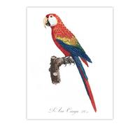 Artery8 Scarlet Macaw Parrot Francois Levaillant Wall Art Poster Print 12X16"
