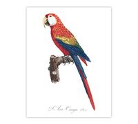 Artery8 Scarlet Macaw Parrot Francois Levaillant Wall Art Poster Print in White | Size: W24" x H32" Artery8 White W24" x H32"
