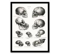 Artery8 Schinz de Visser Framed Wall Art Print Human Monkey & Ape Skulls in White | Size: A3 Artery8 White A3