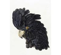 Artery8 Schouman Head Cockatoo Parrot Bird Drawing Art Print Canvas Premium Wall Decor Poster Mural