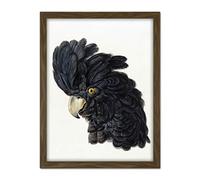 Artery8 Schouman Head Cockatoo Parrot Bird Drawing Artwork Framed Wall Art Print 18X24 Inch