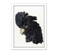Artery8 Schouman Head Cockatoo Parrot Bird Drawing Artwork Framed Wall Art Print 18X24 Inch