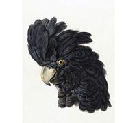 Artery8 Schouman Head Cockatoo Parrot Bird Drawing Premium Wall Art Canvas Print 18X24 Inch