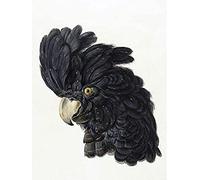 Artery8 Schouman Head Cockatoo Parrot Bird Drawing Unframed Wall Art Print Poster Home Decor Premium