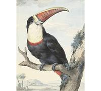 Artery8 Schouman Red-Billed Toucan Bird Painting Premium Wall Art Canvas Print 18X24 Inch
