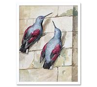 Artery8 Schouman Wallcreeper Birds Blue Purple Drawing Art Print Framed Poster Wall Decor 12x16 inch