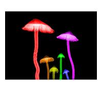 Artery8 Schwartz NJIT Mushrooms Transparent False Colour X-Ray Photo Premium Wall Art Canvas Print 18X24 Inch