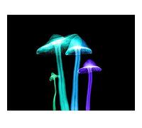 Artery8 Schwartz NJIT Transparent Mushrooms False Colour X-Ray Photo Art Print Canvas Premium Wall Decor Poster Mural