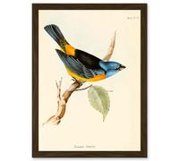 Artery8 Scientific Bird Illustration Finch Tanagra Charles Darwin Artwork Framed Wall Art Print A4 in Brown Artery8 Brown