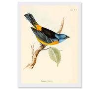 Artery8 Scientific Bird Illustration Finch Tanagra Charles Darwin Artwork Framed Wall Art Print A4 in White Artery8 White
