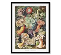 Artery8 Sea Anemone Marine Landscape Wall Art Print Framed Poster 12X16 Artwork By Haeckel : Vivid Marine Landscape Print Suited For Hallway Or Lounge Adding Ocean Colour Movement And Natural Beauty