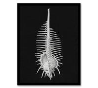 Artery8 Sea Shell Sketch on Black Framed Wall Art Print A4 Artwork By Haeckel : Shell Sketch Print Suited For Study Or Hallway Featuring Detail Texture And Scientific Accuracy