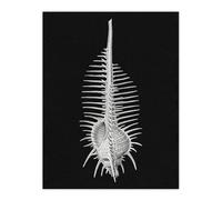 Artery8 Sea Shell Sketch on Black Unframed Wall Art Print Poster 12X16 Artwork By Haeckel : Shell Sketch Print Suited For Study Or Hallway Featuring Detail Texture And Scientific Accuracy