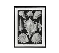 Artery8 Sea Snail Shells Haeckel Botanical Black Framed Canvas Wall Art in White | Size: W24" x H32" Artery8 White W24" x H32"