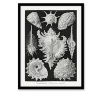 Artery8 Sea Snail Shells Vintage Haeckel Botanical Framed Wall Art Print in White | Size: W12" x H16" Artery8 White W12" x H16"