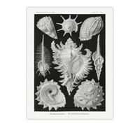 Artery8 Sea Snail Shells Vintage Haeckel Botanical Wall Art Poster Print 12X16"