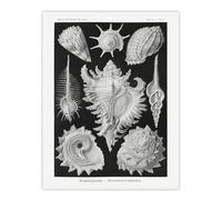 Artery8 Sea Snail Shells Vintage Haeckel Botanical Wall Art Print Poster in White | Size: W24" x H32" Artery8 White W24" x H32"