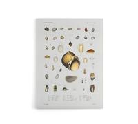 Artery8 Sea snail varieties set Augustus Gould Canvas Wall Art Print in White | Size: W12" x H16" Artery8 White W12" x H16"