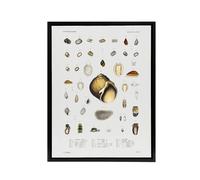 Artery8 Sea snail varieties set Augustus Gould Framed Canvas Wall Art Print in White | Size: W18" x H24" Artery8 White W18" x H24"