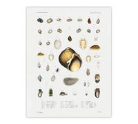 Artery8 Sea Snail Varieties Set Augustus Gould Wall Art Poster Print 12X16"