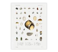Artery8 Sea Snail Varieties Set Augustus Gould Wall Art Print in White | Size: W18" x H24" Artery8 White W18" x H24"