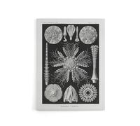 Artery8 Sea Urchin Ocean Beach Canvas Wall Art Print 18X24 Artwork By Haeckel : Sea Urchin Species Illustration Ideal For Study Or Hallway Reflecting Ocean Diversity And Natural Pattern