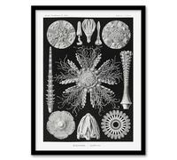 Artery8 Sea Urchin Ocean Beach Framed Wall Art Print A4 Artwork By Haeckel : Sea Urchin Species Illustration Ideal For Study Or Hallway Reflecting Ocean Diversity And Natural Pattern