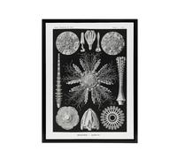Artery8 Sea Urchin Ocean Beach Haeckel Botanical Black Framed Canvas Wall Art | Size: W24" x H32" Artery8 Black W24" x H32"