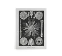 Artery8 Sea Urchin Ocean Beach Haeckel Botanical Canvas Wall Art in Black | Size: W12" x H16" Artery8 Black W12" x H16"